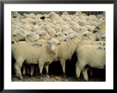 Herd Of Sheep by Karen Schulman Pricing Limited Edition Print image