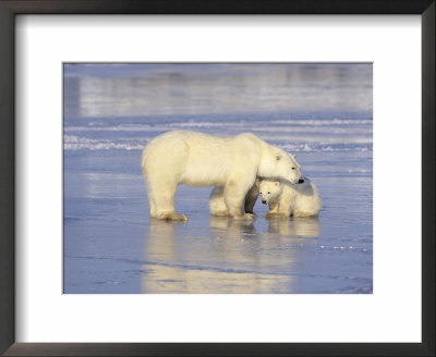Polar Bears, Mother And Cub, Manitoba, Canada by Daniel Cox Pricing Limited Edition Print image