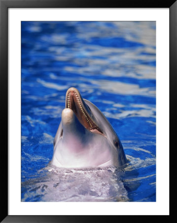 Dolphin, Seaworld, Fl by James Lemass Pricing Limited Edition Print image