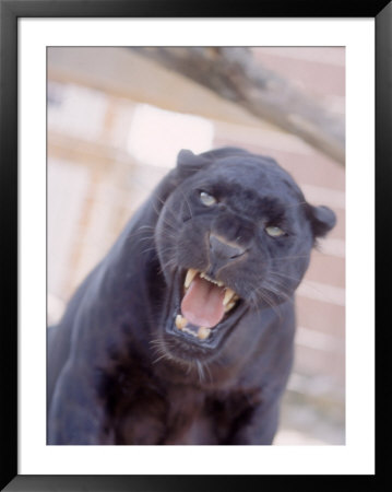Black Panther Snarling by Tony Ruta Pricing Limited Edition Print image