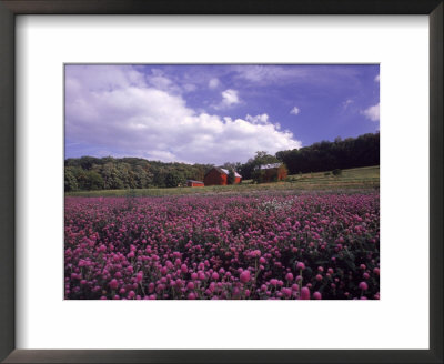 Purple Wildflowers In Field, Lancaster County, Pa by Michele Burgess Pricing Limited Edition Print image