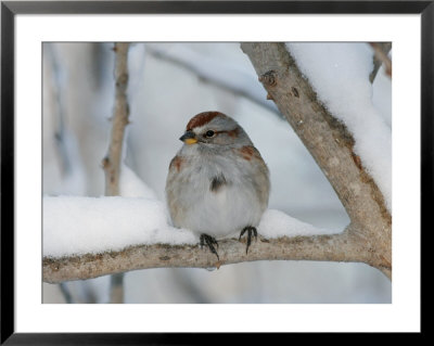 American Tree Sparrow, Bois Papineau Nature Park, Quebec, Canada by Robert Servranckx Pricing Limited Edition Print image