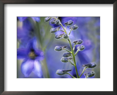 Delphinium Requienii, Close-Up Of A Blue Flower Spike In Bud by Hemant Jariwala Pricing Limited Edition Print image