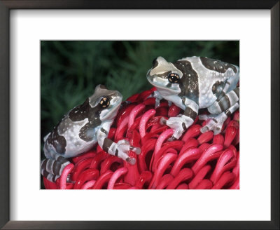 Mission Golden-Eyed Tree Frogs, Brazil by Marian Bacon Pricing Limited Edition Print image