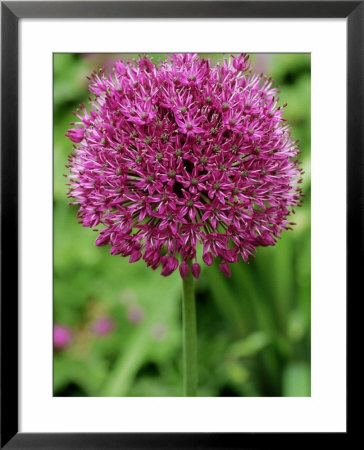 Allium Purple Sensation, Bulbous Perennial by Mark Bolton Pricing Limited Edition Print image