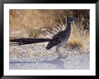 Roadrunner,Geococcyx Californianus, Joshua Tree National Park by Hal Gage Pricing Limited Edition Print image