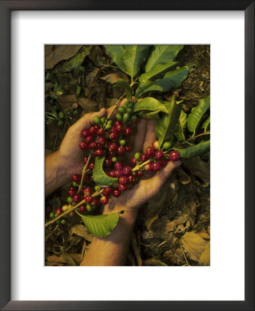 Hands Holding Coffee Beans, Costa Rica by Inga Spence Pricing Limited Edition Print image