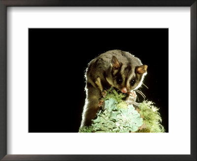 Sugar Glider, Lamington National Park, Queensland by Lloyd Nielsen Pricing Limited Edition Print image