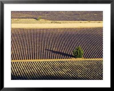 Aerial View Of A Field Of Lavender (Lavendula Species), France by Alain Christof Pricing Limited Edition Print image