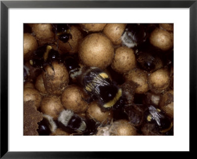 Bumble Bees, Queen On Cells In Nest, Uk by O'toole Peter Pricing Limited Edition Print image