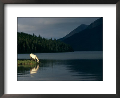 A Horse Drinks From A Lake by Raymond Gehman Pricing Limited Edition Print image