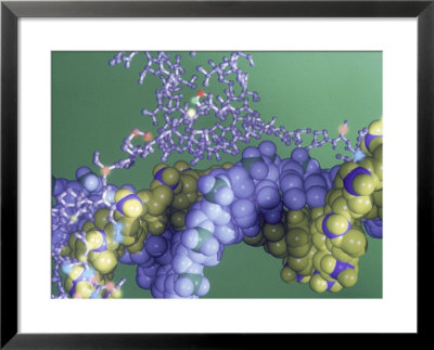 Protein-Dna Interaction by Jacob Halaska Pricing Limited Edition Print image