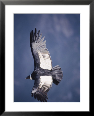 Andean Condor, Adult Female In Flight, Colca Canyon, Southern Peru by Mark Jones Pricing Limited Edition Print image