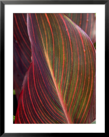 Canna Leaf, Close-Up by Mark Bolton Pricing Limited Edition Print image
