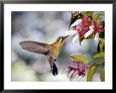 Purple-Throated Mountaingem Hummingbird, Monteverde Cloud Forest Preserve, Costa Rica by Michael Fogden Pricing Limited Edition Print image