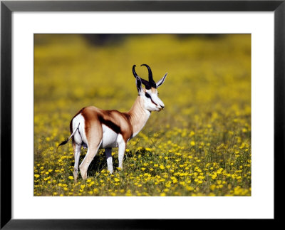 Springbok, Standing Amongst Yellow Flowers, Namibia by Ariadne Van Zandbergen Pricing Limited Edition Print image