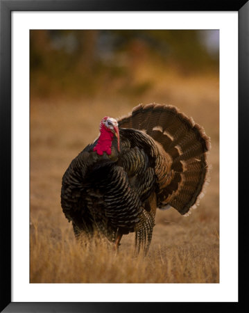 Rio Grande Turkey by Robert Franz Pricing Limited Edition Print image
