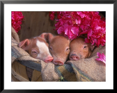 Piglets In Barrel With Flower by Lynn M. Stone Pricing Limited Edition Print image