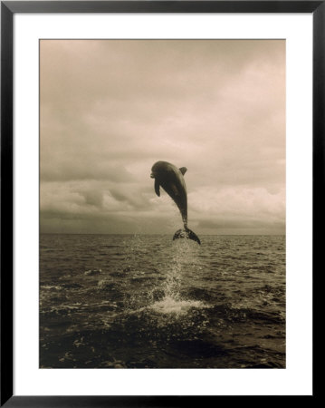 Bottlenose Dolphin Jumping Out Of Water by Stuart Westmoreland Pricing Limited Edition Print image