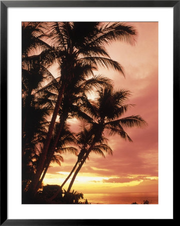 Silhouetted Palm Trees, Costa Rica by Robert Houser Pricing Limited Edition Print image