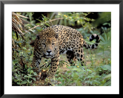 Jaguar In The Wild by Lynn M. Stone Pricing Limited Edition Print image