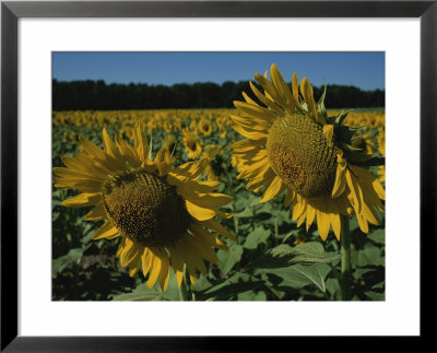 Close View Of Two Large Sunflowers In A Field Of Sunflowers by Stephen St. John Pricing Limited Edition Print image
