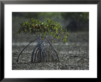 Young Mangrove Tree by Klaus Nigge Pricing Limited Edition Print image