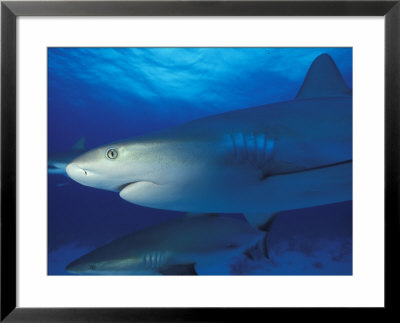 Caribbean Reef Shark, Bahamas by Michele Westmorland Pricing Limited Edition Print image