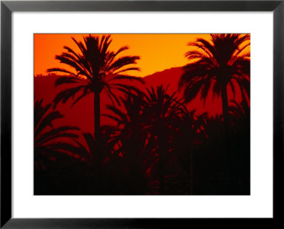 Palm Trees Silhouetted At Sunset, Palma De Mallorca, Spain by Damien Simonis Pricing Limited Edition Print image