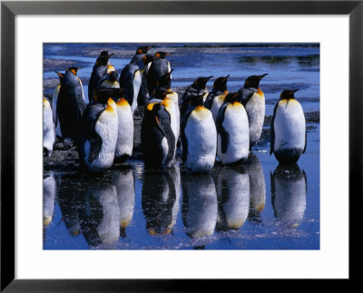 King Penguins ( Aptenodytes Patagonicus ) Reflecting On Salisbury Plains, Bay Of Isles, Antarctica by Grant Dixon Pricing Limited Edition Print image