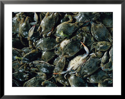 Crabs Caught In The Grasses Off Smith Island by Robert Madden Pricing Limited Edition Print image