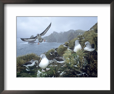 Grey Headed Albatross, Diomedea Chrysostoma, South Georgia Island by Ben Osborne Pricing Limited Edition Print image