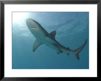 Silvertip Shark, Mozambique Channel, Indian Ocean by Chris And Monique Fallows Pricing Limited Edition Print image