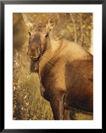 Close View Of A Moose In Denali National Park by Paul Nicklen Pricing Limited Edition Print image