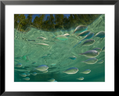 Chromis, Shoal In Tidal Pool, New Caledonia by Tobias Bernhard Pricing Limited Edition Print image