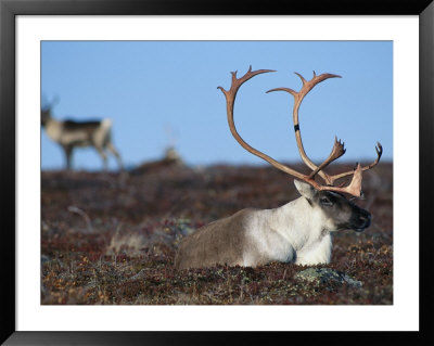 Barren Grounds Caribou Bull Rests In Autumnal Grasses by Paul Nicklen Pricing Limited Edition Print image