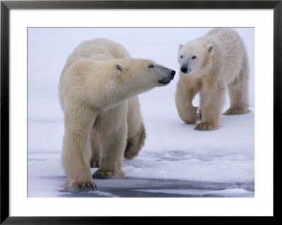 Polar Bear Cubs Follow Their Mothers Lead Across The Snow by Paul Nicklen Pricing Limited Edition Print image