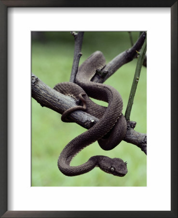 A Bocaraca Viper On A Twig by George Grall Pricing Limited Edition Print image