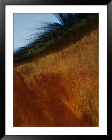 A Horses Neck And Mane by Mattias Klum Pricing Limited Edition Print image