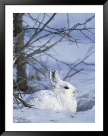 Snowshoe Hare, Arctic National Wildlife Refuge, Alaska, Usa by Hugh Rose Pricing Limited Edition Print image