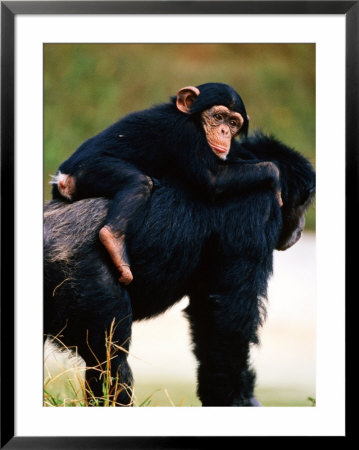 Baby Chimpanzee Lying On Mother's Back (Pan Satyrus), Miami, U.S.A. by Mark Newman Pricing Limited Edition Print image