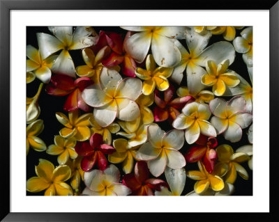 Frangipani Offerings At A Buddhist Temple In Tangalla, Tangalla, Southern, Sri Lanka by Dallas Stribley Pricing Limited Edition Print image