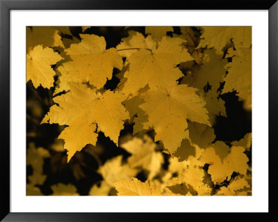 Maple Tree Leaves Have Turned A Bright Yellow In The Fall by Brian Gordon Green Pricing Limited Edition Print image