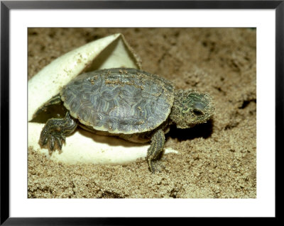 Red-Eared Slider Turtle, Hatching, Usa by G. W. Willis Pricing Limited Edition Print image