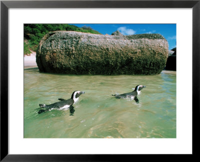 Penguins, South Africa by Jacob Halaska Pricing Limited Edition Print image