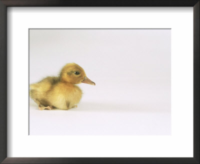 Domestic Duck, Duckling by Les Stocker Pricing Limited Edition Print image