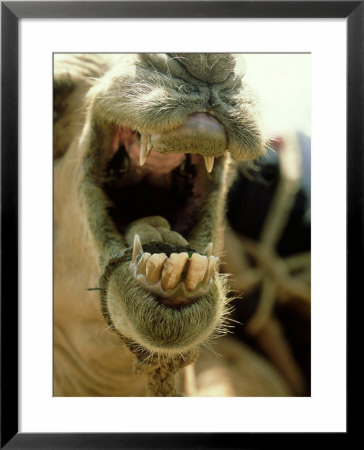 Camel, Mouth, Kenya by David Cayless Pricing Limited Edition Print image