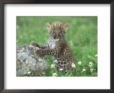 African Spotted Leopard, Panthera Pardus Cub by Alan And Sandy Carey Pricing Limited Edition Print image