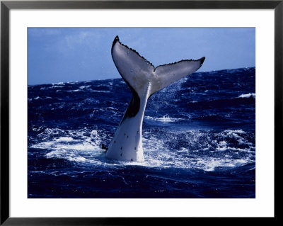 Humpback Whale, Lobtailing, Polynesia by Gerard Soury Pricing Limited Edition Print image