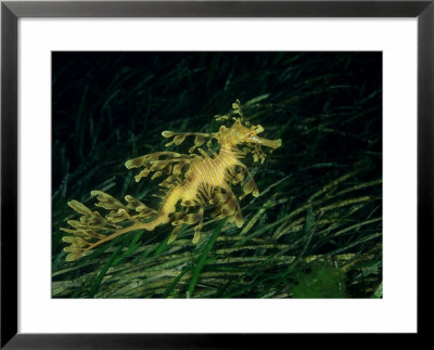 Leafy Seadragon, Edithburgh, South Australia by Karen Gowlett-Holmes Pricing Limited Edition Print image